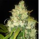 BLACK RUSSIAN (5 UNIDADES)