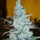 CRITICAL JACK HERER (3 UNIDADES)
