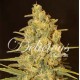CRITICAL SENSI STAR (5 UNIDADES)