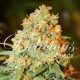 CRITICAL SUPER SILVER HAZE (3 UNIDADES)