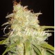 CRITICAL YUMBOLT (3 UNIDADES)