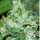 FRUITY CHRONIC JUICE (3 UNIDADES)